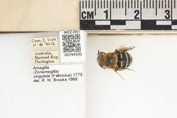 Media type: image;   Entomology 794500 Aspect: labels